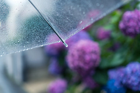 6月!雨////