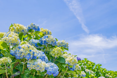 6月の花*