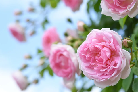 ピンクのバラ花言葉は〝ありがとう!感謝〟(*^^*)