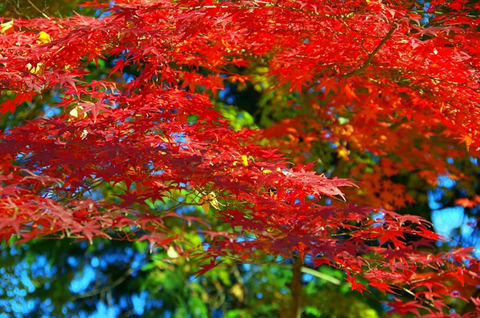 今年の紅葉!!