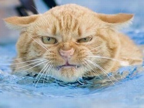 【ブサかわ。】なぁ～に見てんだよっ!!チッッ!!猫って泳げないと思ってるんだろ？？猫だって泳げるんだよ!!!