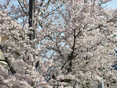 桜...満開✿