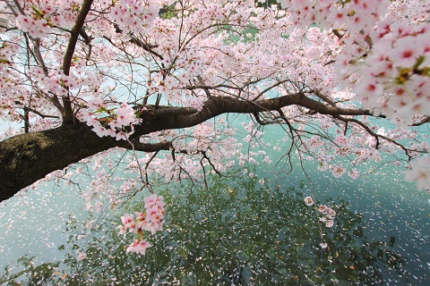 桜散り～