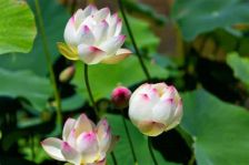 夏の始まりを告げる..はすの花♪