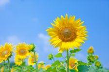 夏♪