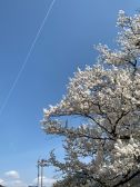 青空と桜..飛行機雲!