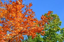 青空と紅葉＊。