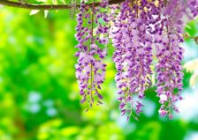 5月になりました＊