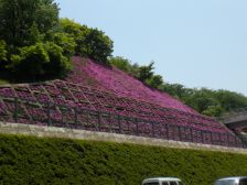 公園丘の芝桜もキレイ！