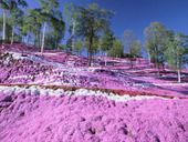 今が見ごろ✿芝桜　♪♪♪