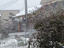 またまた...雪...(＠_＠;)