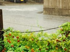 雨が強くなってきた...