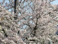 桜...満開✿