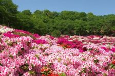 花々が満開♪　(^O^)／