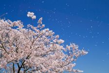 桜＊満開!!
