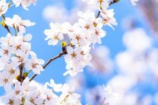 桜＊満開!!