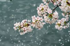 さくら＊散って..