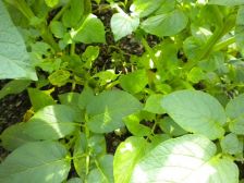 野菜高騰？