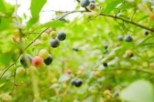 野菜が．．．( ゜Д゜)