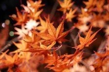 金木犀(キンモクセイ）＊
