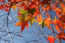 紅葉＊