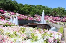 つつじ満開＊